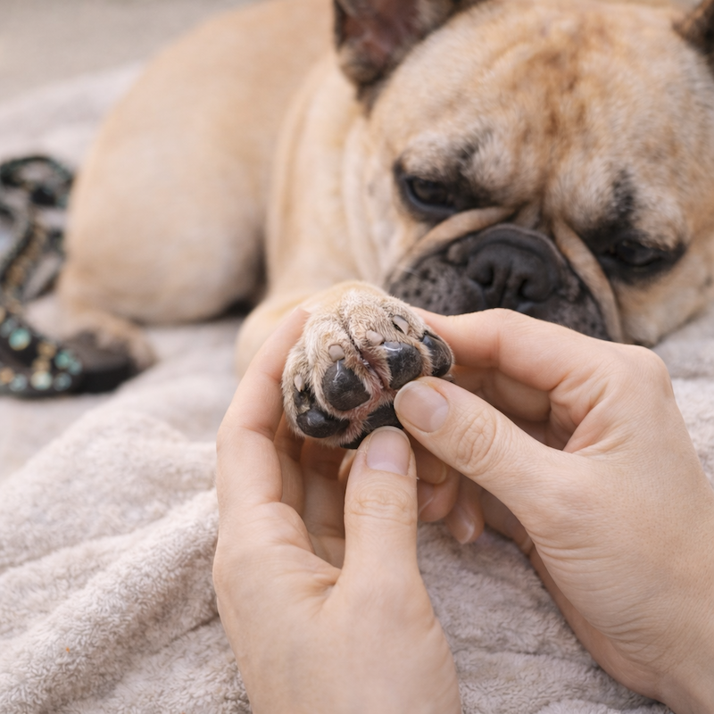 愛犬の“命を守る”肉球ケアという選択