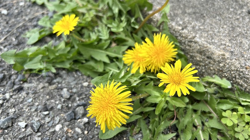 EMARAファンのユカさんコラム　第9弾