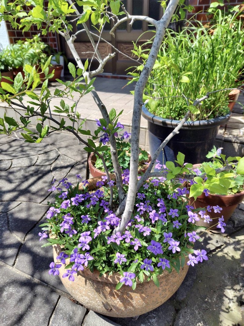 EMARAファンのユカさんコラム　第10弾